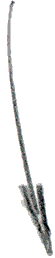 fleche